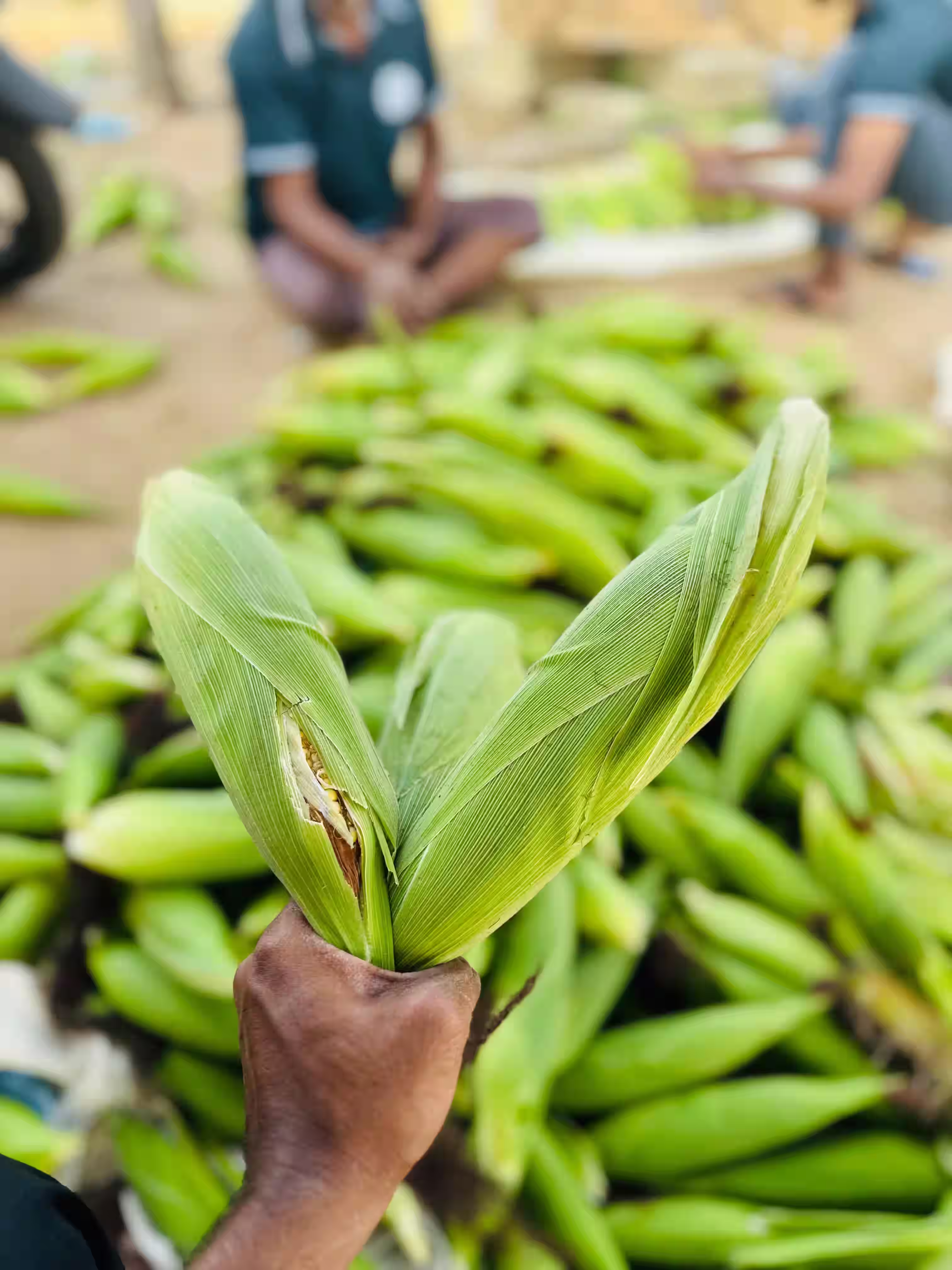 Green Harvest farming field
